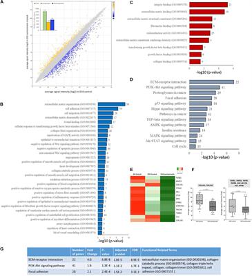 Effects of Isorhamnetin in Human Amniotic Epithelial Stem Cells in vitro and Its Cardioprotective Effects in vivo